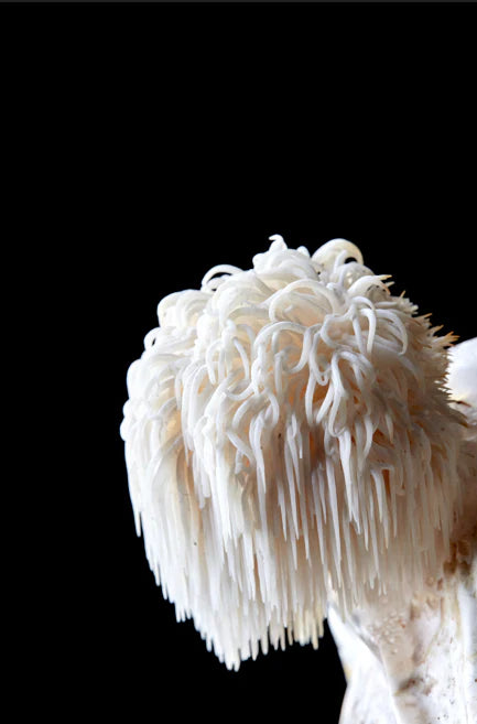 Lions Mane Mushroom Vegan Capsules - Focus (500mg)