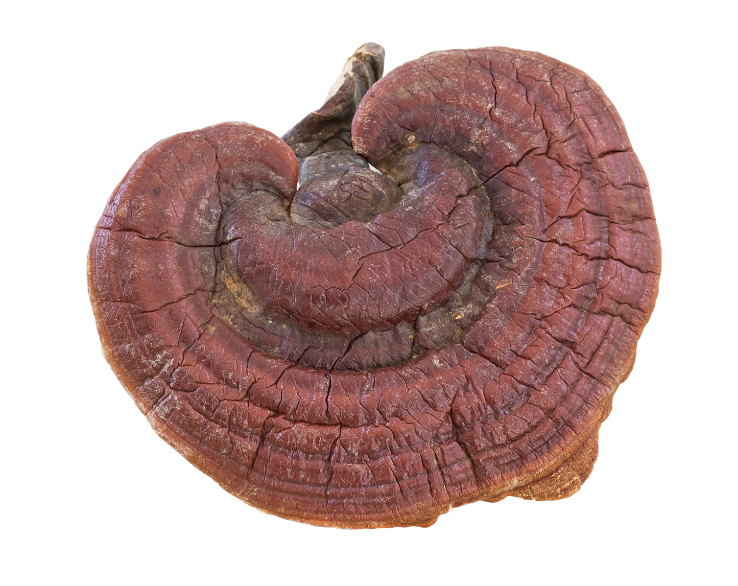 Reishi Vegan Capsules - Soothe (500mg)